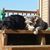 Annett Payne-McAbee's profile image