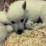 Shiela S.'s profile image