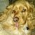 Brink Grismer's profile image