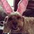 Dominick Magistro's profile image