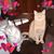 Patty Criscitello's profile image