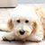 Liz Undersinger Brodar's profile image