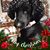 Mary Humphrey Kotchen's profile image