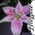 Teresa Carroll Honeycutt's profile image