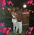 Matthew Ciani Sebastian's profile image