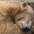 David Graupner's profile image