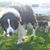 Samantha LaCrosse's profile image