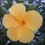Blossom CB's profile image