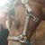 Chrissy J Henrich's profile image