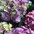 Debbie Kubler's profile image