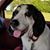 Lou Anne Steinmetz Dietrichson's profile image