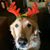 Wrangler Jack's profile image