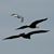Lori Jones Stephens's profile image