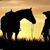 Lynn VanDevender Caples's profile image