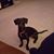 Francesca Rizzo Brylski's profile image