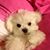 Tony Wang's profile image