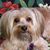 Linda DeStasio Hill-Owens's profile image