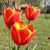 Misty Brever's profile image