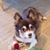 Carol Quattrachi-Musante's profile image