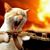 Sue Barnes's profile image