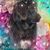 Susan Dillnger's profile image
