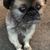Giau Tran Moore's profile image