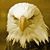 Jim Nicol's profile image