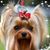 Lisa Darsow's profile image