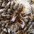 Piedmont Apiaries's profile image