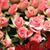 Mary Rojas's profile image