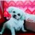 Diane Chiorello's profile image