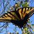 Linda Schillinger's profile image