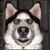 Steve Wujek's profile image