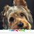 Michele Palmeri Randles's profile image