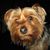 Lorry Chase King's profile image