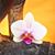 Ananda Fierro's profile image