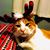 Jill Probst Lewellen's profile image