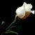 Laura Hernandez's profile image