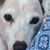Chrisee Mignot's profile image