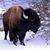 Jean Purpura's profile image
