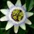 Georgeine Panousis Maxin's profile image