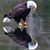 Brandon Dupont's profile image