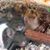 Stacey Pintozzi's profile image