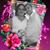 Faby De Cruz's profile image