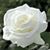 Glenice Taylor Minardi's profile image