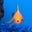 Michael Israel's profile image