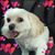 Doreen Kahlsdorf Harrocks's profile image