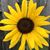Jodi Cooper Allen's profile image