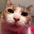 Sarah Showalter's profile image