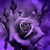 Cristal Tounzen's profile image